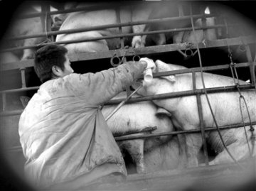 记者暗访发现注水猪竟入北京正规肉食公司