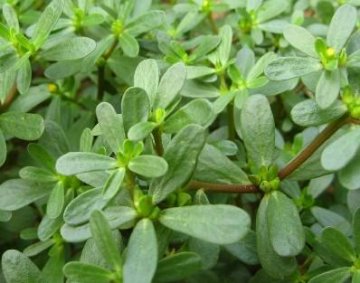 专家提醒：路边野菜不要采
