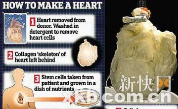 美干细胞大突破 死心复活重植人体