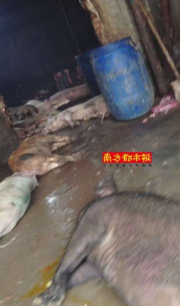 深圳黑作坊日产万斤死猪肉流入市场