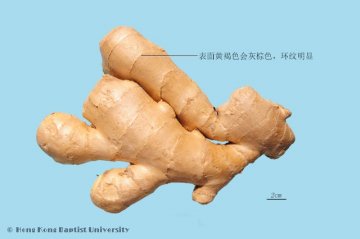 生姜（Shengjiang）中药材鉴别相册