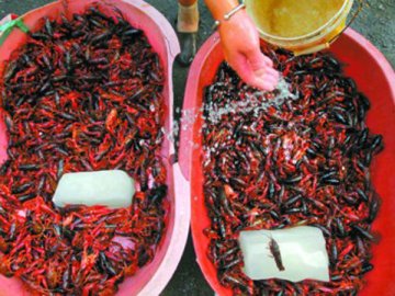 浸泡后小龙虾变得颜色鲜红