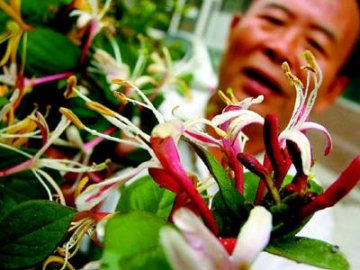 岛城发现奇异金银花花叶均呈暗红举世罕见
