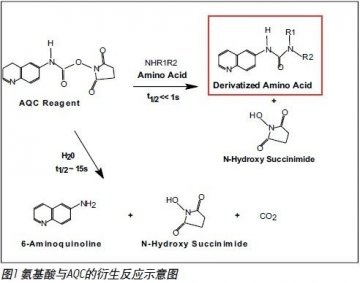 专用氨基酸分析方案用于细胞培养过程监控以及确定蛋白质结构