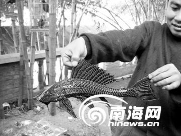 村民捕获身长33厘米怪鱼 嘴巴长于身体下方