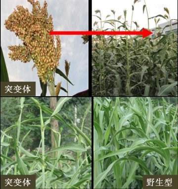 近物所用重离子束诱变育种技术选育出药材和甜高粱新品种