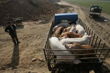 瘦肉精猪经纪人卖药给养殖户 再高价回收成猪