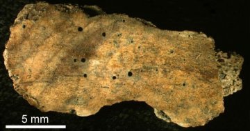 科学家发现3000万年前布满蠕虫洞的鲸鱼骨骼化石