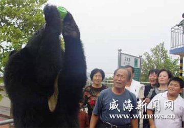 10岁黑熊爱喝啤酒 每次喝五六瓶就停
