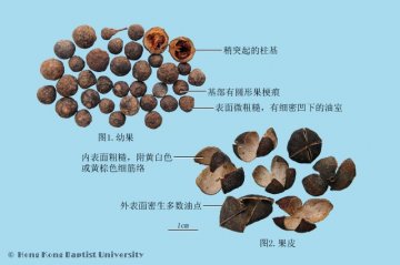 青皮（Qingpi）中药材鉴别照片