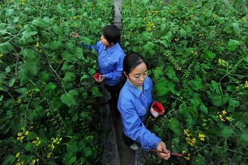 新疆巴州建成新疆首条万吨生物肥生产线