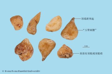 山慈菇（Shancigu）中药材鉴别照片