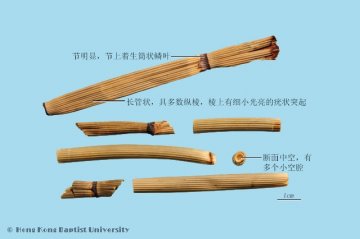 木贼（Muzei）中药材鉴别照片