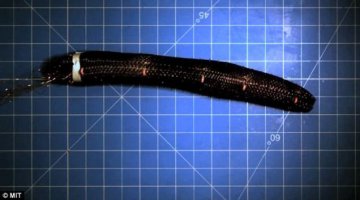 科学家研发“人造肌肉”蠕虫可承受重击