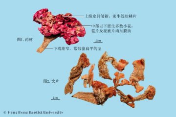鸡冠花（Jiguanhua）中药材鉴别相册