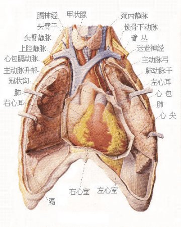 心脏解剖图
