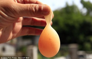 大开眼界：长着尾巴的鸡蛋