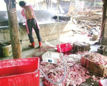 福州一家无证炼油点用恶臭猪内脏熬成地沟油