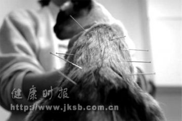 猫咪也能做针灸