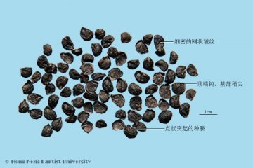 韭菜子（Jiucaizi）中药材鉴别照片