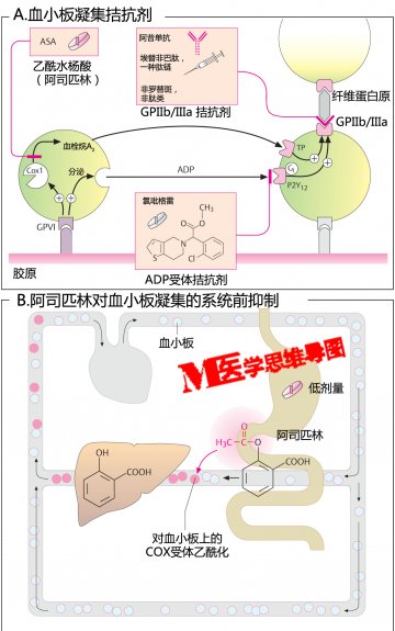信息图：血小板