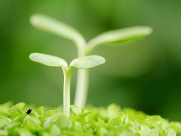 清明节养肝及食疗方法