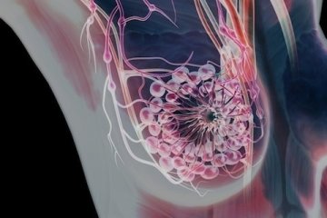 女性乳房、乳腺