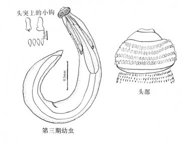 颚口线虫病预防相关知识