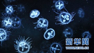 桃花水母被称为水中大熊猫现身山东泗水