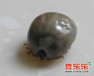 河南多人遭蜱虫咬身亡 如何预防蜱虫