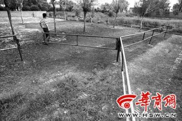 奶牛养殖业陷入危机 陕西奶农含泪杀牛