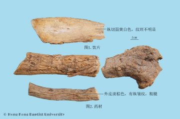 苦葛根（Kugegen）中药材鉴别照片