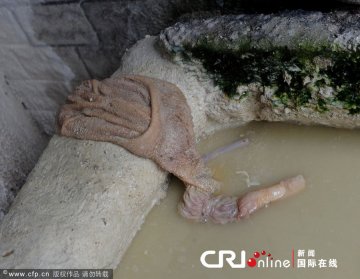 杭州羊肉黑作坊紧邻垃圾房 羊肚甩地上用脚踩