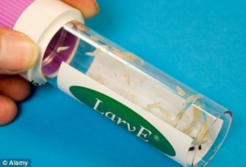 法研究人员发现蛆清理大型伤口速度超手术