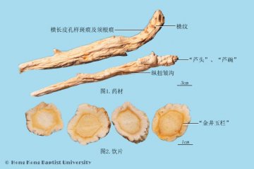 桔梗（Jiegeng）中药材鉴别照片