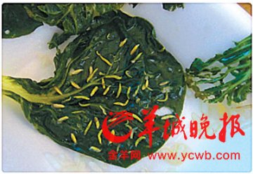 记者调查：高校饭堂吃到虫稀松平常 