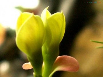 生活中隐藏的致癌植物
