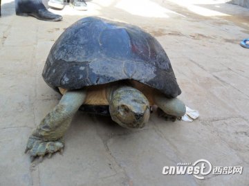 市民黄河边捡到45厘米长21斤重乌龟