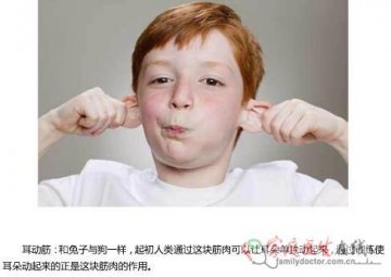 耳动筋