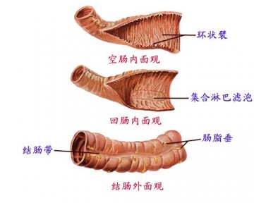 结肠外观