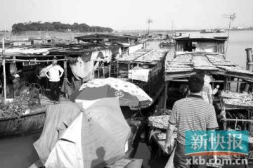 穗白云东旺市场仍有人偷卖疑似毒鱼干