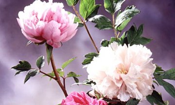 杜鹃花煎服可治疗月经不调