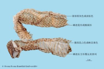 蛇蜕（Shetui）中药材鉴别照片