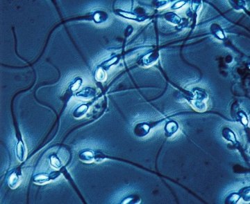新研究发现声音低沉男性精子数量更低