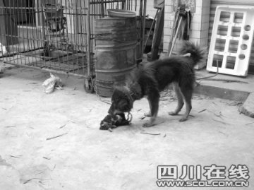 大犬吃掉三只小土狗 专家称疑似病态