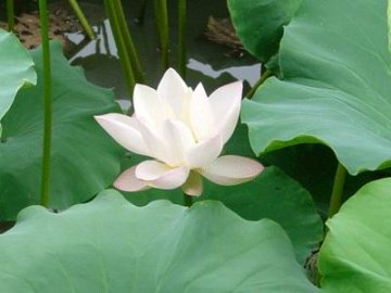 24节气养生之清明养生篇