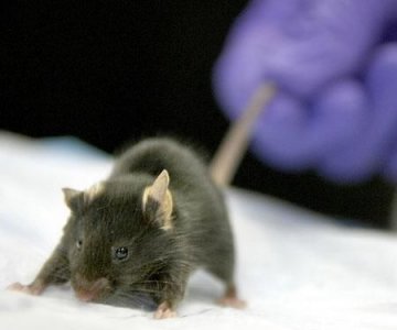 盐霉素抗癌药效强百倍 杀死老鼠乳腺癌干细胞
