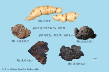 地黄（Dihuang）中药材鉴别照片