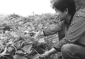 割肝救子母亲代言美容院为儿挣钱