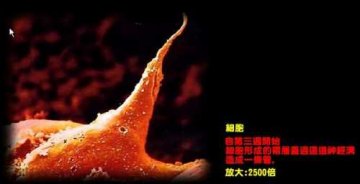 揭秘人类生命诞生全程